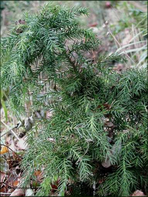 Cryptomeria.JPG