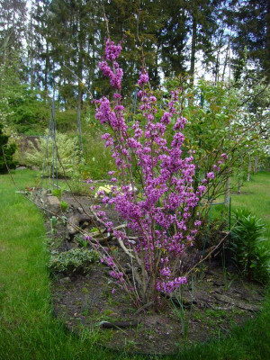Cercis Avondale 4.JPG