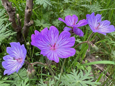 2024-04-14 Geranium tuberosum.jpg