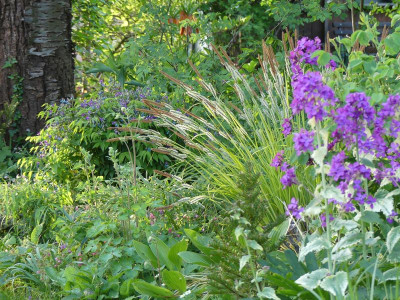 2024-04-14 Carex elata 'Bowles Golden' 1.jpg