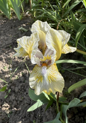 IMG_9403.jpeg