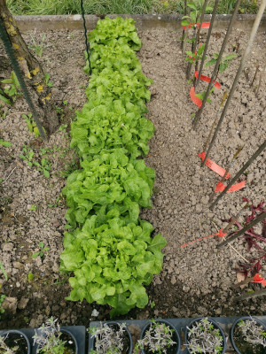 Salat ohne Folie 20240414.jpeg