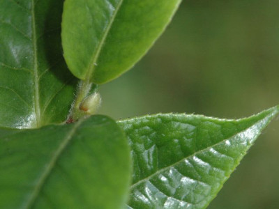 C.edithae_blutenknospe.jpg