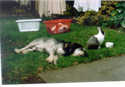 tasso-charly-1997.jpg