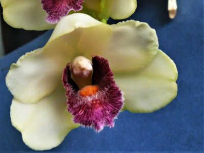 Bifrenaria harrisoniae_P1160296.JPG