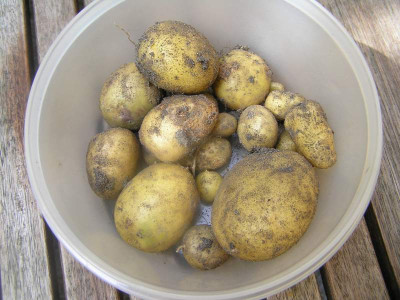 kartoffelschalenernte.jpg