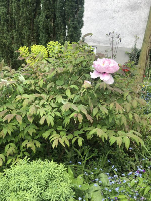 paeonia 1.jpg