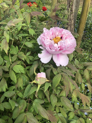 paeonia 2.jpg