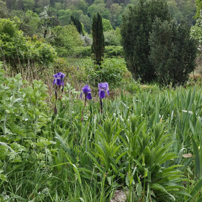 Iris germanica schöne Knospen HP 20240415_111741.jpg