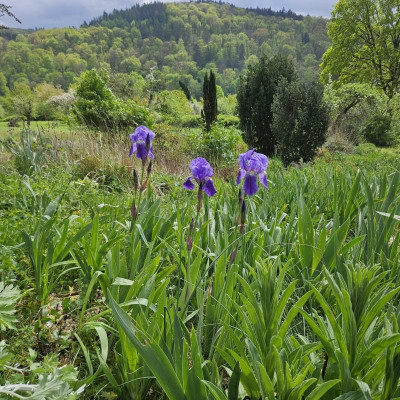 Iris germanica schöne Knospen HP 20240415_124154.jpg