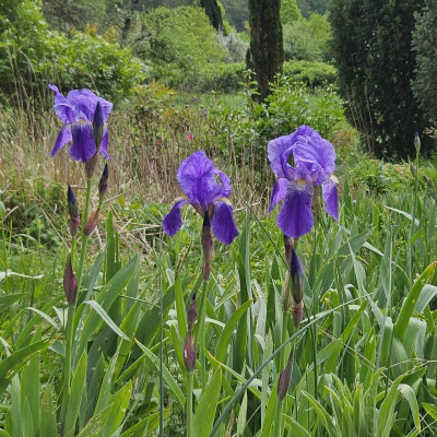 Iris germanica schöne Knospen HP 20240415_124206.jpg