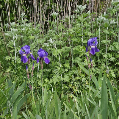 Iris germanica schöne Knospen HP 20240415_124311.jpg