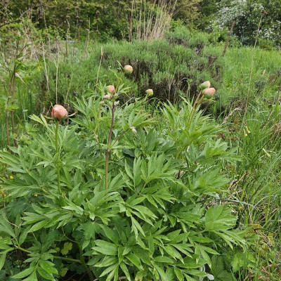 Paeonia Nosegay 20240415_111824.jpg