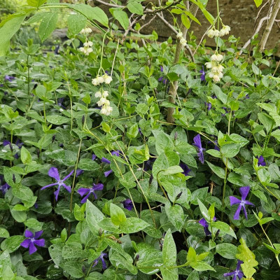 Gemeine Pimpernuss Staphylea pinnata Vinca balcanica 20240415_111213.jpg
