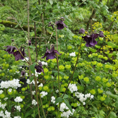 Aquilegia vulgaris Allium zebdanense Euphorbia amygdaloides Smyrnium perfoliatum 20240415_111421.jpg