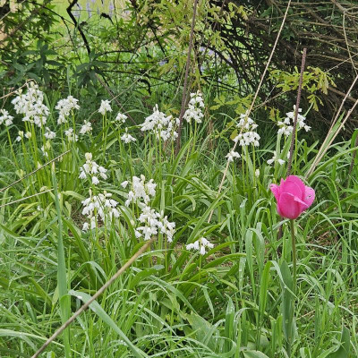 Hasenglöckchen weiß Tulpe pink 20240415_110226.jpg