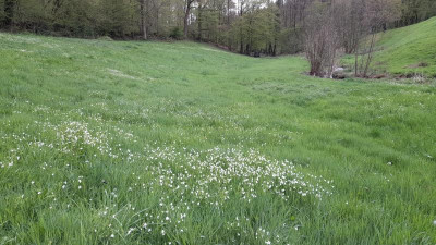 IMG-20240415-WA0013.jpeg