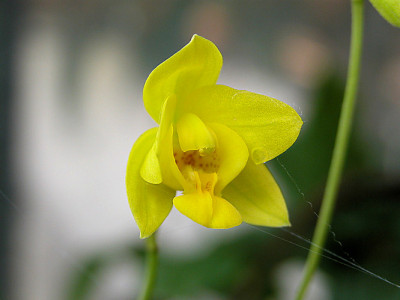 DSCN0084_uu_Spix.jpg