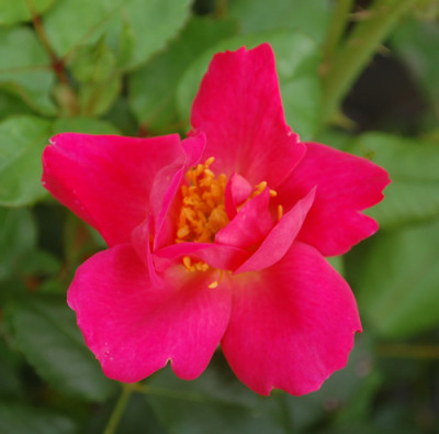 Dan_Poncet_0010__S2_34576.jpg