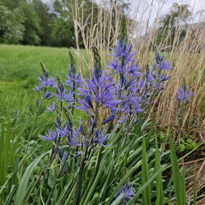 Camassia leichtlinii 'Caerulea' 20240416_112247.jpg