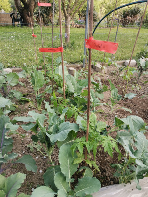 Tomaten 20240414.jpeg
