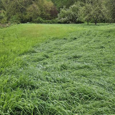zwei Arten von Gras auf der Wiese nach dem vielen Wasser 20240416_112331.jpg
