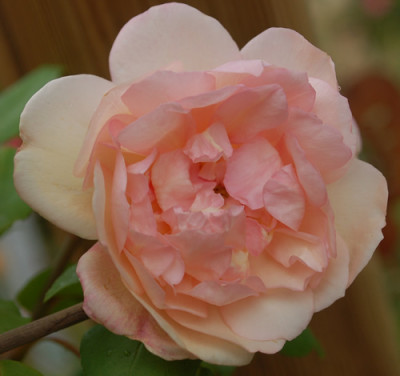 Desprez_a_fleurs_jaunes_0010__T2_34520.jpg