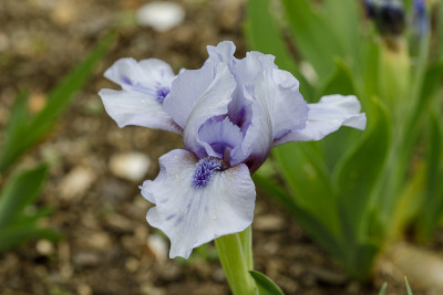 Sapphire Jewel # BH.jpg