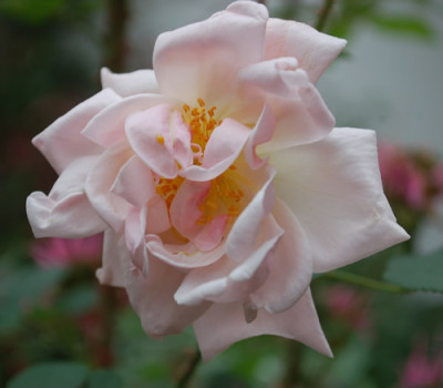 Gabrielle_Noyelle_0010__S3_34420.jpg