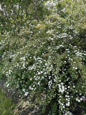 Spirea vanhouttei April 2024.jpg
