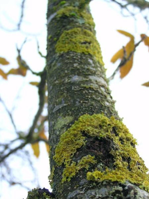 Maronistrauchbaum_moosflechten.jpg