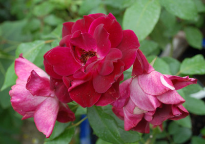 Burgundy_Ice_0010__34471.jpg