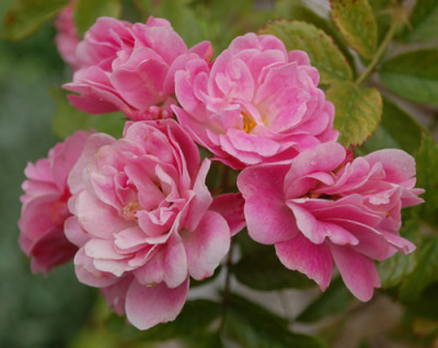 Gartendirektor_Otto_Linne_0010__T1_34516.jpg