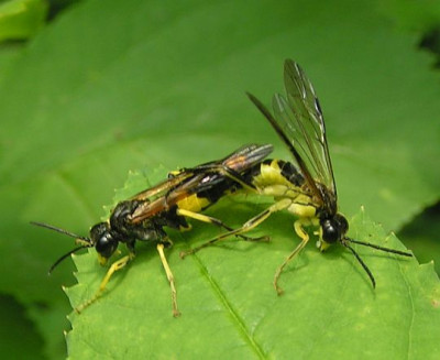 Tenthredo_temula_-_Blattwespe_04.jpg