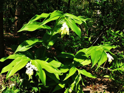 Maianthemum racemosum_Ga_P1160341.JPG