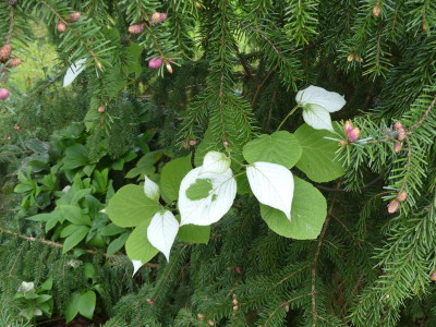 2024-04-17 Actinidia kolomikta 'Full White House'.jpg