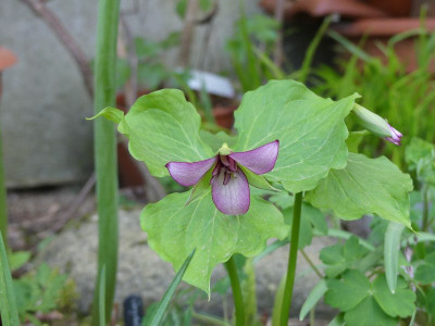 2024-04-14 Trillium erectum.jpg