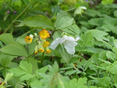 2024-04-17 Trillium grandiflorum 'Jenny Rhodes'.jpg