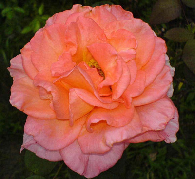 rosa_Unbekannte_III.jpg