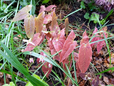 Epimedium fargesii rosa Austrieb.jpg