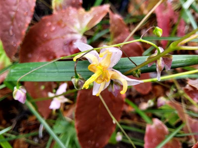 Epimedium fargesii rosa Blüte.jpg