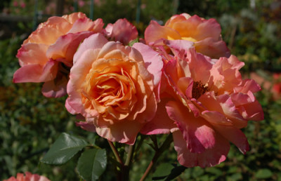 Augusta_Luise_0010__N_33184.jpg
