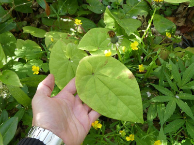 2024-04-18 Epimedium 'Pidiwidi'.jpg