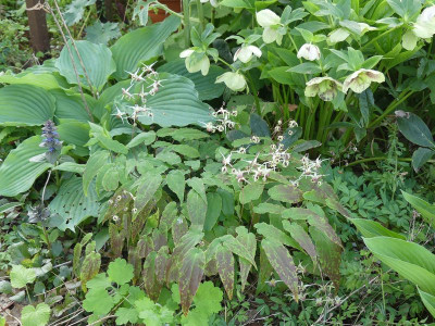 2024-04-18 Epimedium 'Domino'.jpg