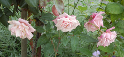 Mme_Antoine_Mari_0010__T1_33662.jpg
