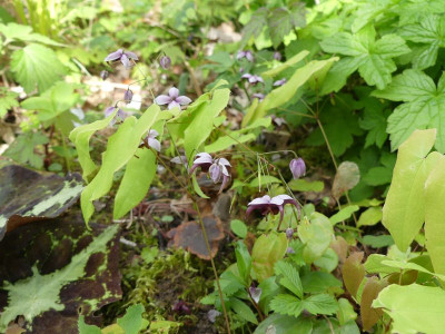2024-04-18 Epimedium 'Elessar' 1.jpg