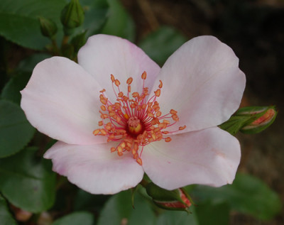 Sweet_Pretty_0010__S2_34581.jpg