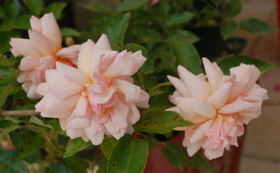 Arethusa_0010__34601.jpg