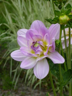 2._August_2008_087kl._Dahlia_Twilight_time_Einzelbl._seitl..JPG