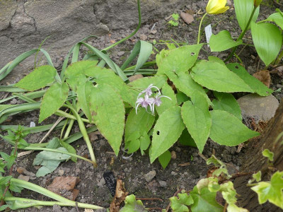 2024-04-18 Epimedium 'Phoenix'.jpg